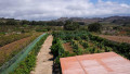 finca-rustica-en-venta-en-camino-las-galeras-sn-small-9