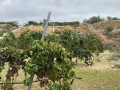 finca-rustica-en-venta-en-arico-small-5