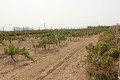 finca-rustica-en-venta-en-arico-small-8