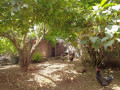 finca-rustica-en-venta-en-sauzal-small-24