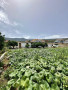 finca-rustica-en-venta-en-el-bebedero-pinolere-aguamansa-small-7