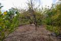 finca-rustica-en-venta-en-vilaflor-small-15