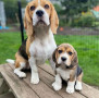 dos-mini-cachorros-beagle-para-adopcion-small-0