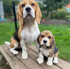 Dos mini cachorros beagle para adopcion