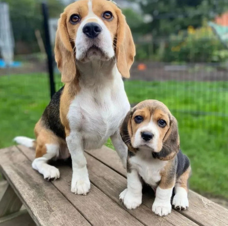 dos-mini-cachorros-beagle-para-adopcion-big-0