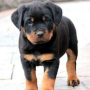 regalo-cachorros-de-rottweiler-bonita-small-0