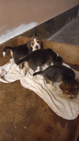 beagle-precioso-tricolor-big-0