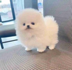 Regalo Cachorros de Pomerania mini todos