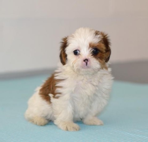 hermosos-cachorros-de-shih-tzu-imperiales-big-0