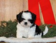 cachorros-shih-tzu-en-venta-small-0