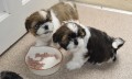 hermosos-cachorros-de-shih-tzu-imperial-para-adopcion-small-0