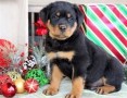 regalo-cachorros-de-rottweiler-bonita-small-0