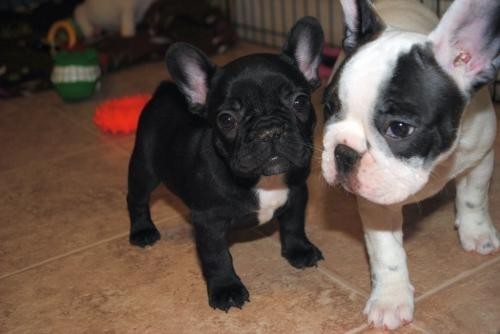 cachorros-de-bulldog-frances-bien-entrenados-big-0