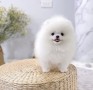 regalo-cachorros-de-pomerania-mini-todos-small-2