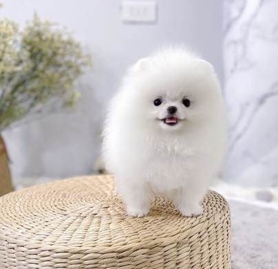 regalo-cachorros-de-pomerania-mini-todos-big-2