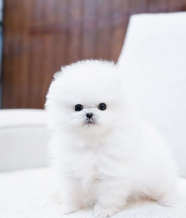 regalo-cachorros-de-pomerania-mini-todos-big-0