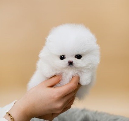 regalo-cachorros-de-pomerania-mini-todos-big-1