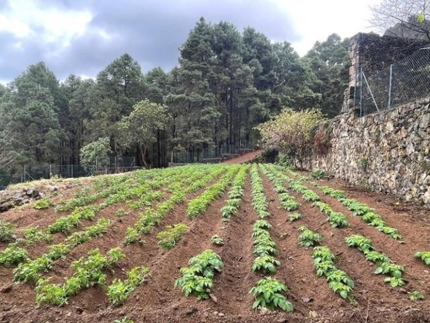 cueva-del-viento-big-25