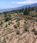 finca-rustica-en-venta-en-camino-de-la-hoyita-1-small-3