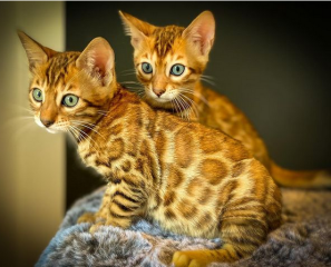 Regalo gatitos bengalí