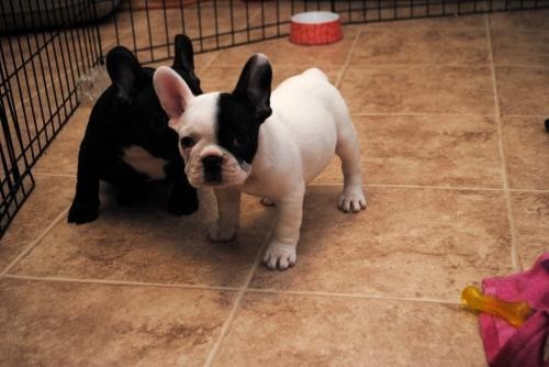 cachorros-de-bulldog-frances-bien-entrenados-big-0