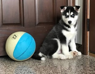 CACHORROS DE HUSKY SIBERIANO MACHO Y HEMBRA LISTOS