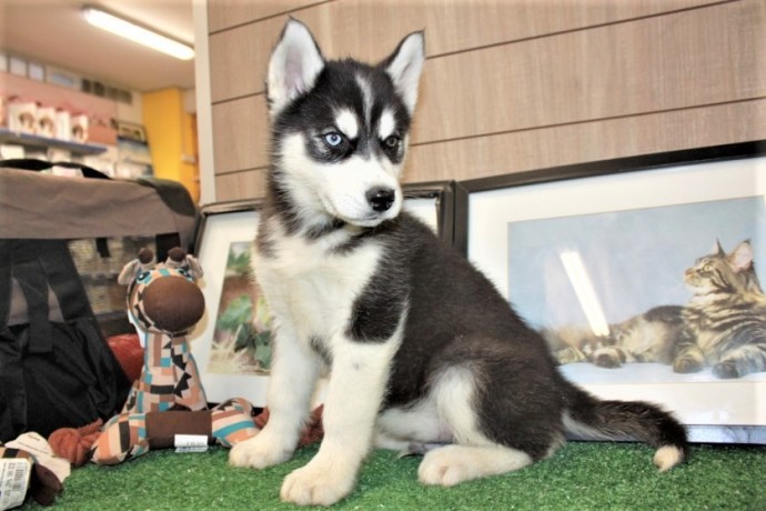 cachorros-de-husky-siberiano-macho-y-hembra-listos-big-1