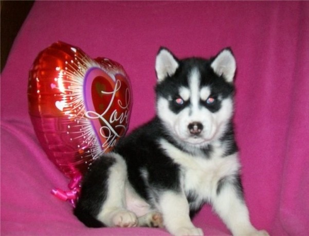 cachorros-de-husky-siberiano-macho-y-hembra-listos-big-0