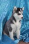 cachorros-de-husky-siberiano-macho-y-hembra-listos-small-0