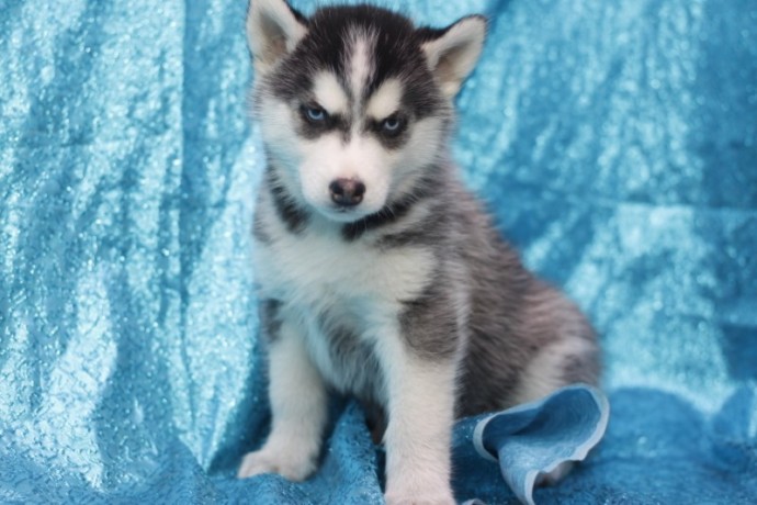 cachorros-de-husky-siberiano-macho-y-hembra-listos-big-0