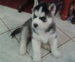 cachorros-de-husky-siberiano-macho-y-hembra-listos-small-0