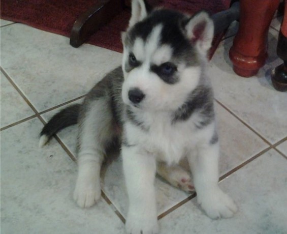 cachorros-de-husky-siberiano-macho-y-hembra-listos-big-0