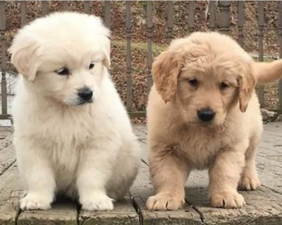 cachorros-de-golden-retriever-macho-y-hembra-big-0