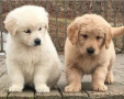 cachorros-de-golden-retriever-macho-y-hembra-small-0