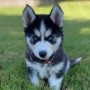 regalo-cachorros-de-husky-siberiano-disponibles-small-0