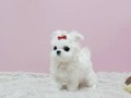 regalo-cachorros-de-bichon-maltes-small-0