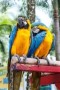 regalo-preciosos-loro-guacamayo-azul-y-dorado-small-1