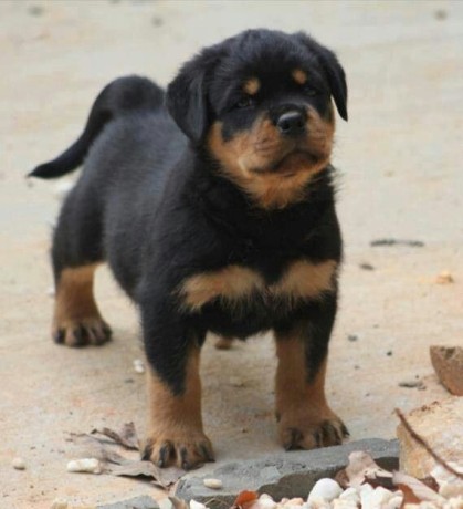 regalo-cachorros-de-rottweiler-bonita-big-0