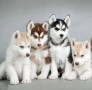 regalo-cachorros-de-husky-siberiano-en-adopcion-small-0