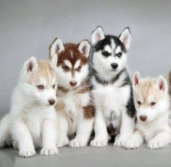 Regalo Cachorros de husky siberiano en adopcion