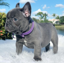 Regalo Cachorros de Bulldog Francés bien entrenados