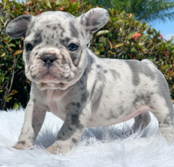 Cachorros de Bulldog Francés bien