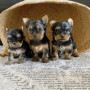 regalo-cachorros-yorkshire-mini-small-0