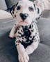 regalo-cachorros-dalmata-small-0