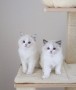 hermosos-regalo-ragdoll-gatitos-small-0