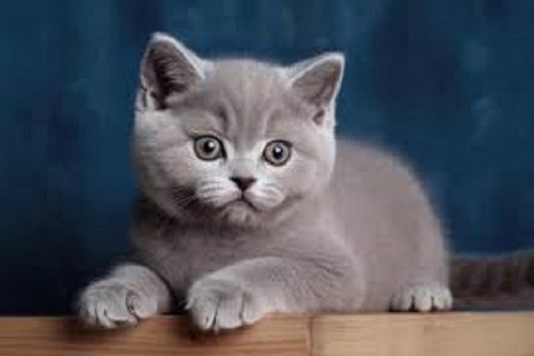 regalo-lindo-gatitos-britanico-pelo-corto-big-0