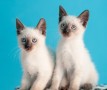 lindos-y-encantadores-gatitos-siamese-criados-en-casa-small-0
