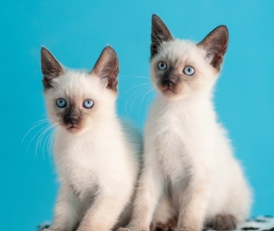 lindos-y-encantadores-gatitos-siamese-criados-en-casa-big-0