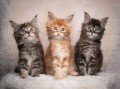 gatitos-maincoon-machos-y-hembras-que-buscan-un-nuevo-hogar-small-0