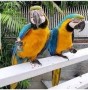 regalo-preciosos-loro-guacamayo-azul-y-dorado-small-0